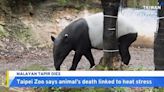 Taipei Zoo Says Endangered Tapir Died From Heat Stress - TaiwanPlus News