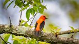 Fancy-feathered birds delight the North Fork just in time for World Migratory Bird Day - The Suffolk Times