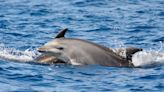 Welsh water plant illegally spilled sewage near protected dolphin habitat for a decade