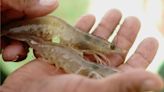 Tamaulipas aplica mano dura a pescadores que violen veda de camarón | El Universal