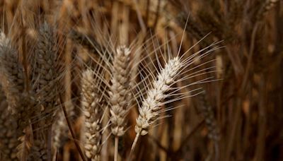 UK is falling behind China in the race to eradicate crop diseases, British scientists warn