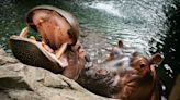 Baby watch: Cincinnati Zoo's Hippo Cove crew provides 7 updates on Bibi and her pregnancy
