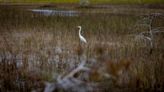 Queda camino por recorrer en recuperación de los Everglades pero ‘vamos en la dirección correcta’