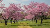 Your Guide To Planting and Caring for Beautiful Redbud Trees