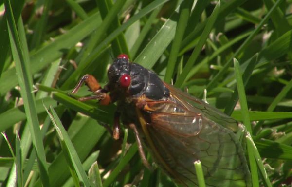 'Cicadapalooza' in Lake Geneva giving people something to 'buzz' about