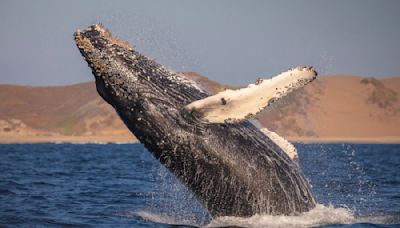 Breathtaking Photo Captures Seal Inside Whale's Open Mouth