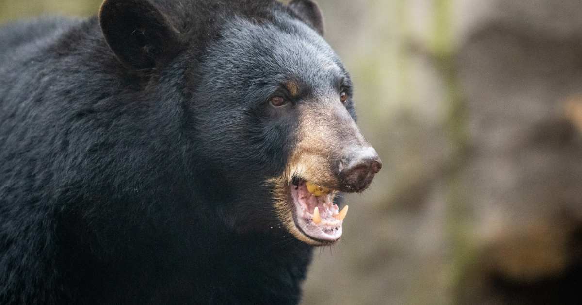 Runner Mauled by Black Bear in Popular National Park