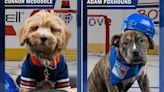 What Is the Stanley Pup? How to Watch the NHL's First Canine Hockey Game Filled with Rescue Dogs