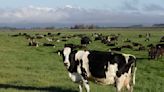 Nva. Zelanda investiga cómo reducir metano emitido por vacas