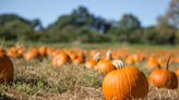 Don't know what to do with your pumpkins after Halloween? Donate them at these 24 places