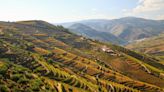 8 of the best wine tour holidays around the world