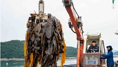 郭泓志前進韓國餵鮑魚 怒嗆姚元浩「趕快想辦法」