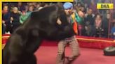 Watch: Bear attacks handler during live circus show, old video resurfaces
