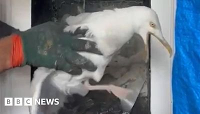 Gosport: Chimney sweep discovers seagull stuck in chimney flue