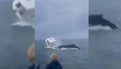 Une baleine à bosse fait chavirer un bateau de pêche : l’héroïsme de deux jeunes frères