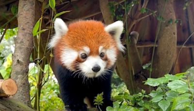 Red panda ‘Mebo’ arrives at San Francisco Zoo