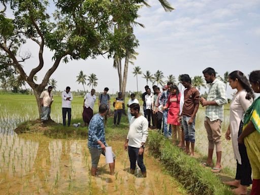 How Does Simulating Rice Roots Help Farmers In India?