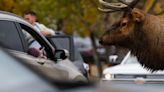 Three elk stompings in eight days in Estes Park: Unprovoked and 'unprecedented'