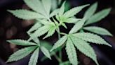 La cámara alta alemana aprueba la legalización parcial del cannabis