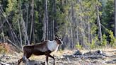 Beyond Local: Eco groups say conservation agreements failing Alberta's caribou