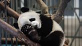 Giant pandas in zoos suffer from jet lag, impacting sexual behavior, diets, study shows
