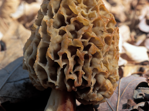 Missouri morel hunters continue to discover unpleasant surprise — human remains