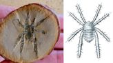 Ancient spider fossil discovered in the US was adorned with spiny armour