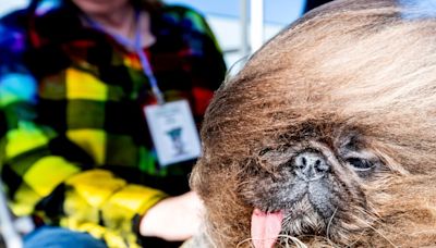 Wilde Haare, schiefe Zunge - Pekinese „Wild Thang“ zum „hässlichsten Hund der Welt“ gewählt