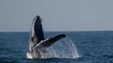 Whale-watching excursions off Rio de Janeiro's coast begin captivating tourists