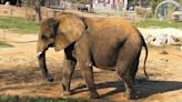 Natural Bridge Zoo announces new ownership, retirement of Asha the elephant