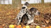 Top Dog Breeds With Colorful Coats