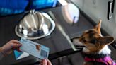 This airline wants all dogs to fly first class