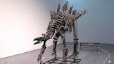 Stegosaurus skeleton, nicknamed 'Apex', sells for record $44.6M at Sotheby's auction