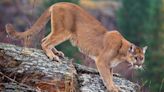 Fearing cougars, family exits disabled car, hides in nearby bushes