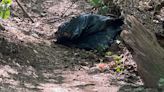 Workers contracted by VDOT dump dead bear over overpass after hitting it on I-66, Animal Welfare League says