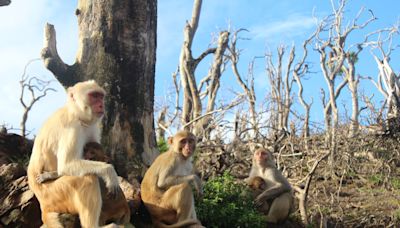 Lo que revelan sobre nosotros el mono que lanzó un pepino y la niña neandertal con síndrome de Down