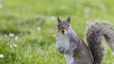 Want to Keep Squirrels From Eating Your Garden? Here's What to Plant