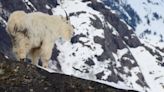 Avalanches are a leading cause of death for Southeast Alaska's mountain goats