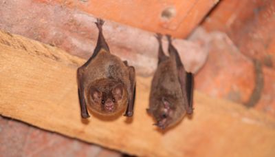 Man Rescues Stranded Mama Bat and Her Baby and People Are Fascinated