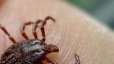 New online dashboard shows Lyme, tickborne disease cases in Lancaster County