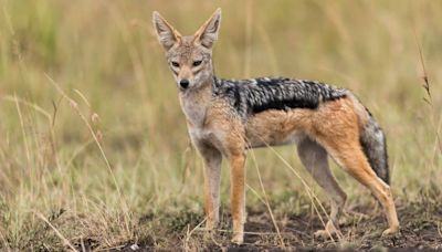 Jackal vs Coyote: Key Differences & Who Would Win in a Fight?