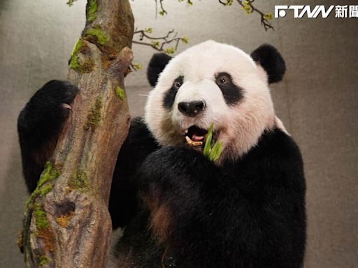 大熊貓「團團」回來了！林旺標本師操刀 瀕危動物故事館動工