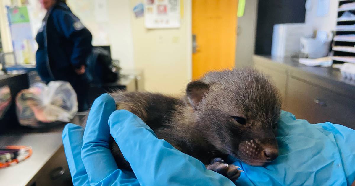 Kittens or puppies? Animals left at shelter turned out to be foxes — again.