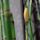 Equisetum hyemale