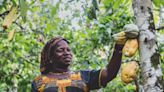 Libre de trabajo infantil y deforestación, como camino hacia la una industria del cacao sostenible