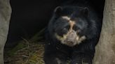 Tupak, el oso andino de Ecuador que espera un helicóptero para mudarse lejos del hombre