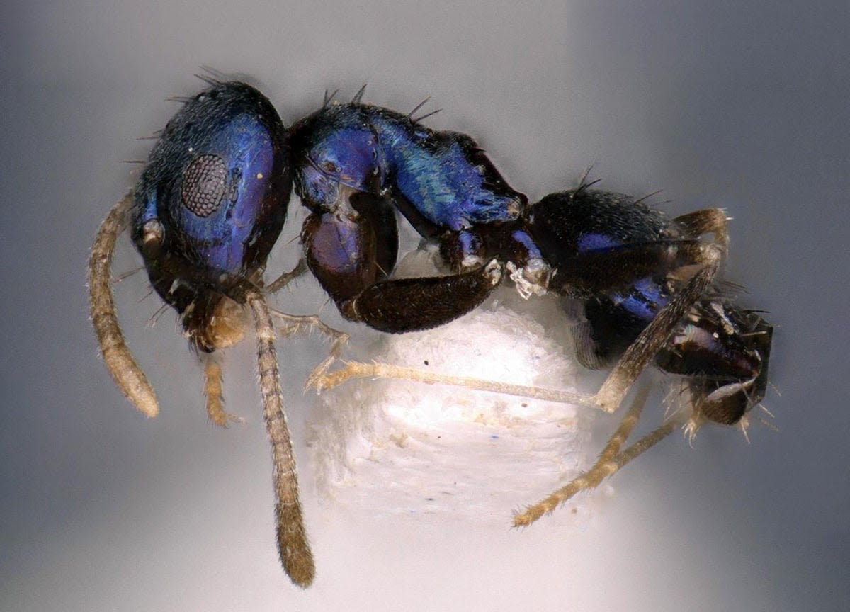 Dazzling new blue ant species ‘neela’ discovered in Himalayas