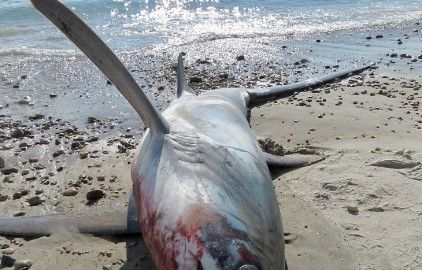 Shark washes up dead on Massachusetts beach; white shark spotted 5 yards off Cape Cod shore