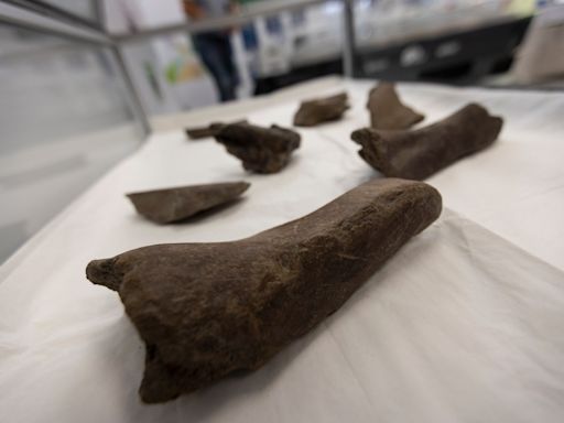 Mastodon bones unearthed at Hampton Roads Bridge-Tunnel construction site