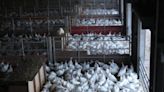 Bird flu: Lateral flow tests could return to UK in outbreaks fear